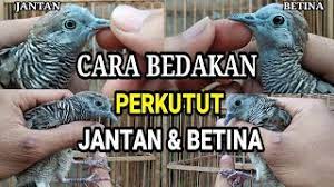 Merangkak terbang jantan betina kawin bunting anak melahirkan mandul. Cara Membedakan Perkutut Jantan Betina Akurat Youtube