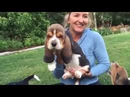 Petland frisco, tx has basset hound puppies for sale! European Basset Hound Puppies At 7 Weeks Youtube