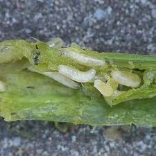 The larvae or maggots feed on onions, garlic and other bulbous plants. Evin Tarim Sogan Sinegi Delia Antiqua L Halk Arasinda Facebook