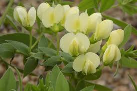 Image result for Voacanga bracteata