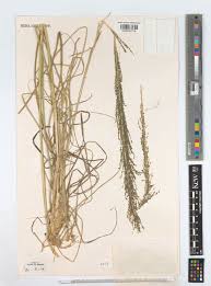 Image result for Sporobolus pyramidalis