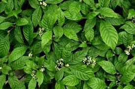 Image result for Psychotria pumila
