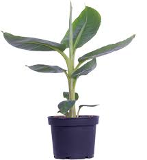 Image result for Musa Cavendish