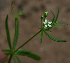 Image result for Hypertelis cerviana