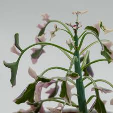 Image result for Senecio mariettae