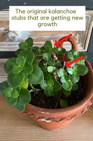 Mastering Kalanchoe Care: Secrets To Thriving Plants