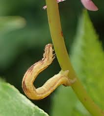 Image result for Eupithecia lanceata