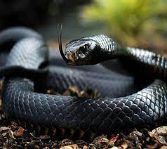 Black Adder Snake Black Mamba Snake Poisonous Snakes Mamba Snake
