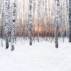 Stream snowy birch trees (thomas löffke) by folkusionist from desktop or your mobile device. 1