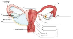 Female internal organs reproductive system anatomy. Solved Using The Following Figure Label The Internal Genitalia O Chegg Com