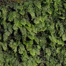 Image result for Hymenophyllum tunbridgense