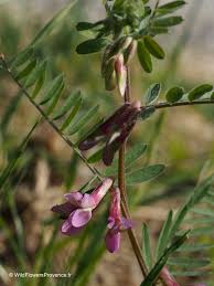 Image result for Indigofera monantha