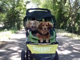 Our family raises quality akc dachshunds in elbert, colorado. Meet Beau 9yrs And Belle 8yrs As You Can See They Are Best Pals And Love Sharing Their Dogger Mary Denver Co Dog Puppy Face Doxie Puppies Wiener Dog