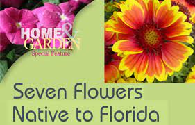 It's in the daisy family (asteraceae), and it's very pretty: Seven Flowers Native To Florida Hotspots Magazine