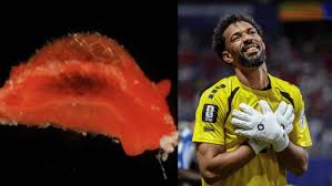 Aldisa vozinha: Molusco é batizado em homenagem ao goleiro Vozinha