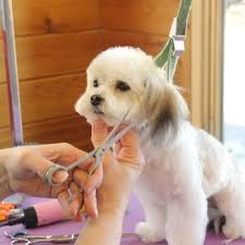 Maybe you would like to learn more about one of these? Union Lake Pet Services 24 Photos 13 Reviews Pet Training 6547 Cooley Lake Rd Waterford Township Mi Phone Number Yelp