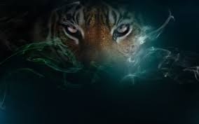 Tiger Hd Wallpapers Backgrounds Wallpaper 1920 1080 Tiger Image Wallpapers 37 Wallpapers Adorable Wallpapers Tiger Wallpaper Tiger Pictures Tiger Images