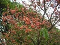 Image result for Ochna afzelii
