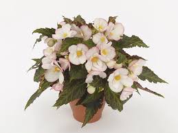 Image result for Begoniaceae