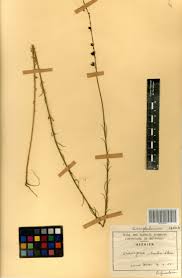 Image result for Micrargeria