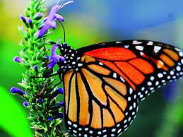 Perdida De Habitat Amenaza A Mariposas Monarca Monarch Butterfly Butterfly Beautiful Butterflies