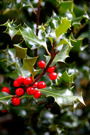 Maybe you would like to learn more about one of these? Photo Holly Leaves And Holly Berries Mg 5338 By Seandreilinger