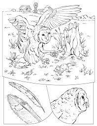 Download the barn owl 5 coloring page. Barn Owl Coloring Page Coloring Home