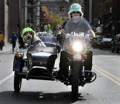 Pin On Sidecar Dogs