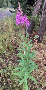 Image result for Ocimum angustifolium