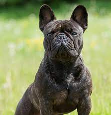 Other french bulldog health problems. French Bulldog Breeds A To Z The Kennel Club