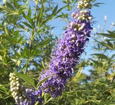 Image result for Vitex