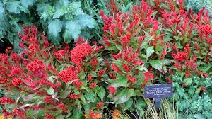 File 190909 095 Chicago Botanic Gdn Circle Garden Celosia Argentea Var Cristata Twisted Dark Orange Cockscomb 48861120183 Jpg Wikimedia Commons
