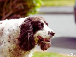 Image result for anglický špringršpaněl