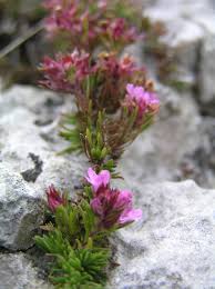 Image result for Endostemon villosus