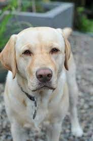 Labrador For Sale Near Me It S Time For Labradorhuskymix Labradorrescuetrust Labradorqldaccommodati Labrador Retriever Labrador Retriever Dog Dog Breeds