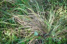 Image result for Arundinella nepalensis