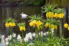 The flowers come in a variety of colors from blue pink, and purples to yellow, cream, and white. Deer Resistant Bulbs For Spring Color In The Garden