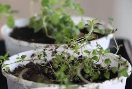 We did not find results for: Growing Thyme From Seed It S My Sustainable Life
