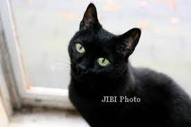 Bagi sebagian masyarakat melakukan pesugihan untuk mendapatkan kekayaan secara instan kerap dilakukan, meskipun berisiko untuk diri sendiri, . Mitos Vs Fakta Kucing Candramawa Atau Kucing Hitam Seperti Milik Pb X