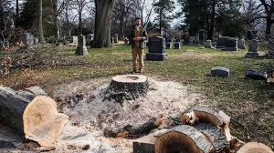 Long island firewood don't get caught in the cold! Downside Of Being A Global Hub Invasive Species The New York Times