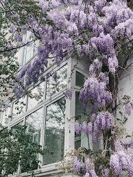 Fiore viola a grappolo : Fioriture Come Scegliere E Coltivare Il Glicine Fioritura Idee Giardino Piccolo Idee Giardino