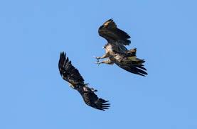 Der könig der geier, wie der bartgeier auch gerne genannt wird, unterscheidet sich schon im schlanken flugbild sehr vom gänsegeier mit seinem wesentlich breiteren brett (flügelbild). Kampf Der Giganten Der Lufte Tierwelt