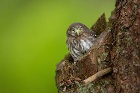 Bird With White Ring Around Neck Eurasian Pygmy Owl By Milan Zygmunt Photo 117035805 500px Owl Photos Owl Beautiful Owl
