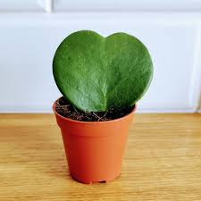 What kind of plant is hindu rope hoya? Hoya Kerrii The Nunhead Gardener