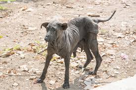Veterans make up approximately 30 percent of mesothelioma diagnoses in the united states. Black Skin Disease In Dogs Symptoms Causes Diagnosis Treatment Recovery Management Cost
