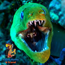 Sy Hola To The Green Moray Eel Scubadiving Scubadivinglife Mexico Rivieramaya Tulum Cozumel Scuba Diving Cancun Riviera Maya Tulum Ruins