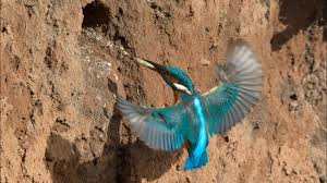 amazing kingfisher bird nest youtube amazing kingfisher bird nest