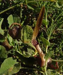 Image result for Aristolochia zenkeri