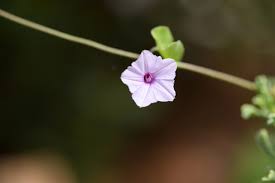 Image result for Ipomoea sinensis