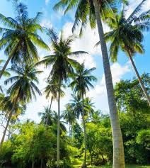 Pngtree provides millions of free png, vectors, clipart images and psd graphic resources for designers.| 4139698 Pin Di Informasi Seputar Tanaman Berkebun